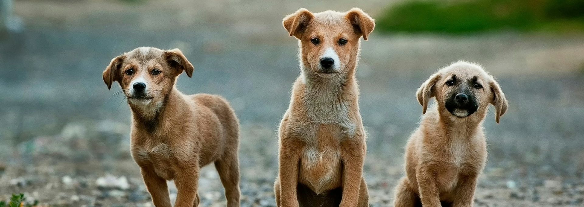 selective focus photography of three brown puppies
