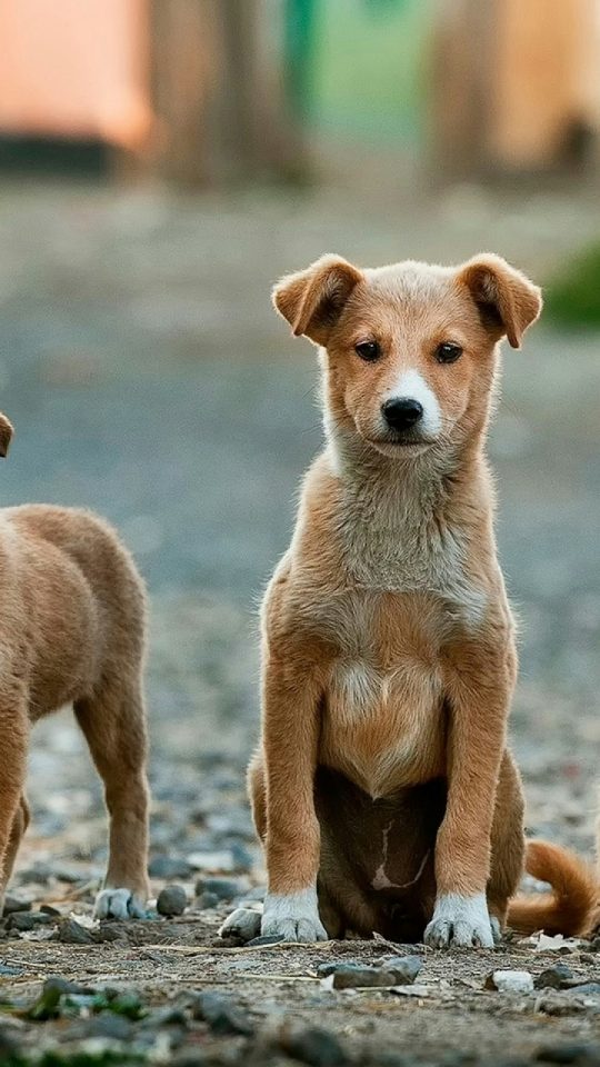 selective focus photography of three brown puppies